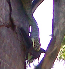 The tree snake with the bat at Green Valley.